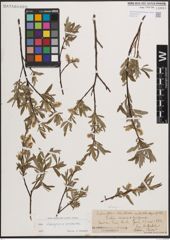 Foto von Salix eleagnos Scop. x Salix purpurea L.